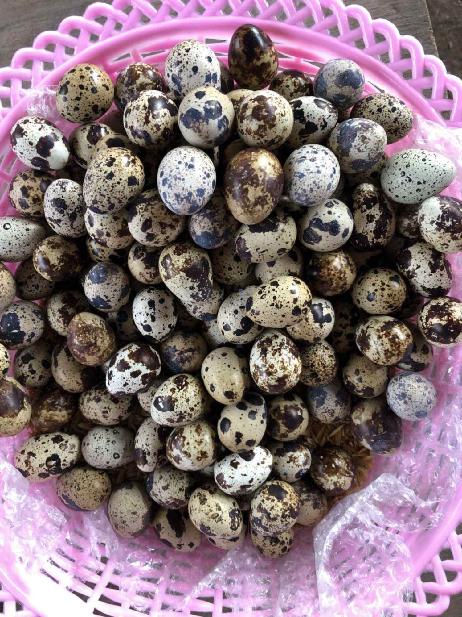 ไข่เชื้อนกกระทาญี่ปุ่น ไข่ใบโต ราคาต่อ100ฟอง ราคา  400,000 บาท*ส่งฟรี