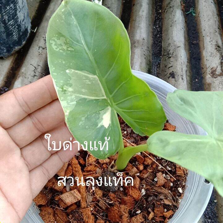 My Image 6