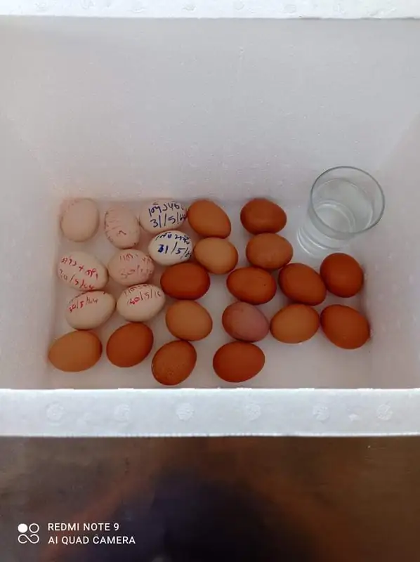 ภาพหน้าปกสินค้าตู้ฟักไข่ เครื่องฟักไข่ราคาถูก รุ่นประหยัดไฟฟ้า ทำจากกล่องโฟมเก็บรักษาอุณหภูมิได้ดี จากร้าน บ้านไร่ทำเลทอง (เกษตรอินดี้) บน Lazada