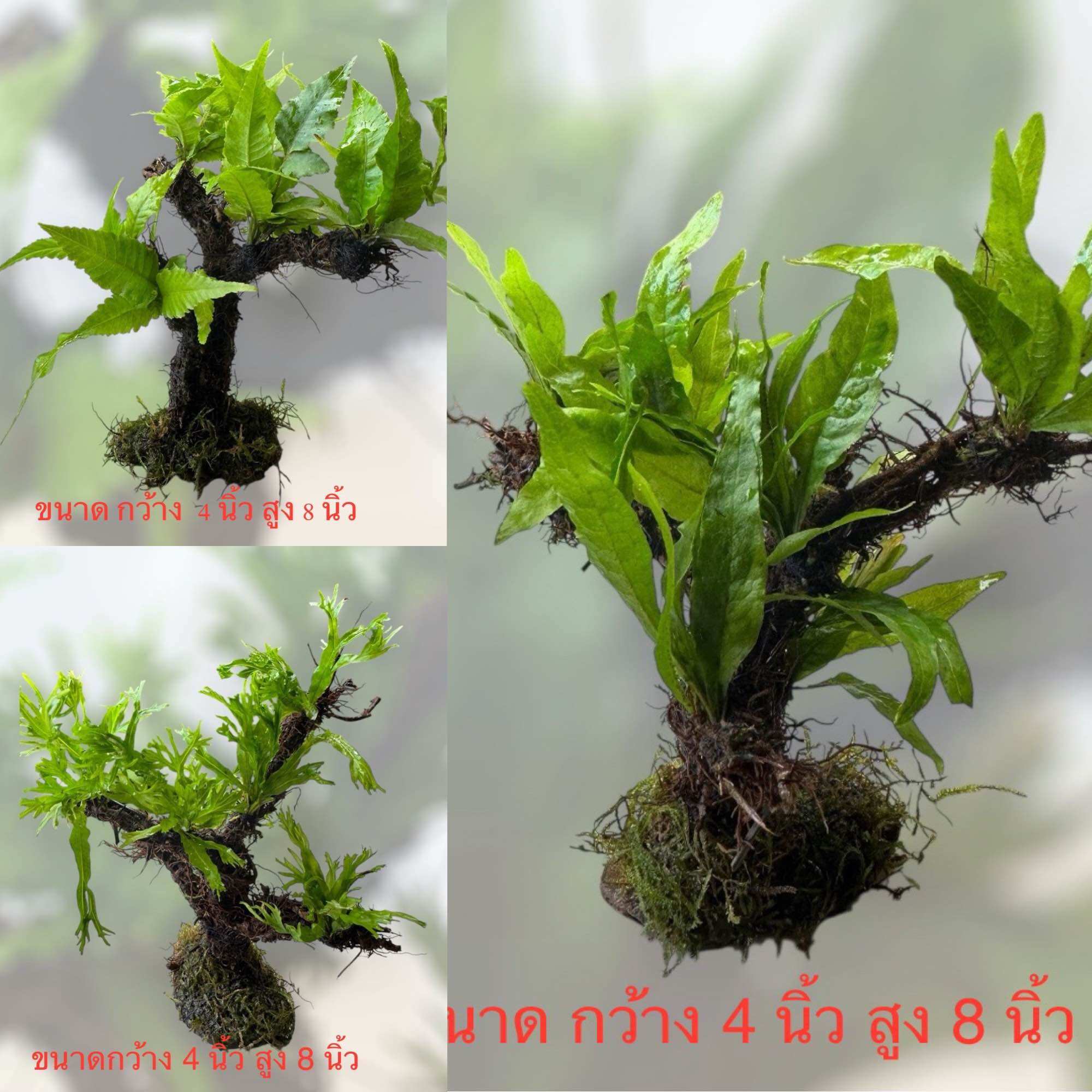 Ferns (as a Tree) Have Many Varieties. ราคา 139 บาท*ส่งฟรี