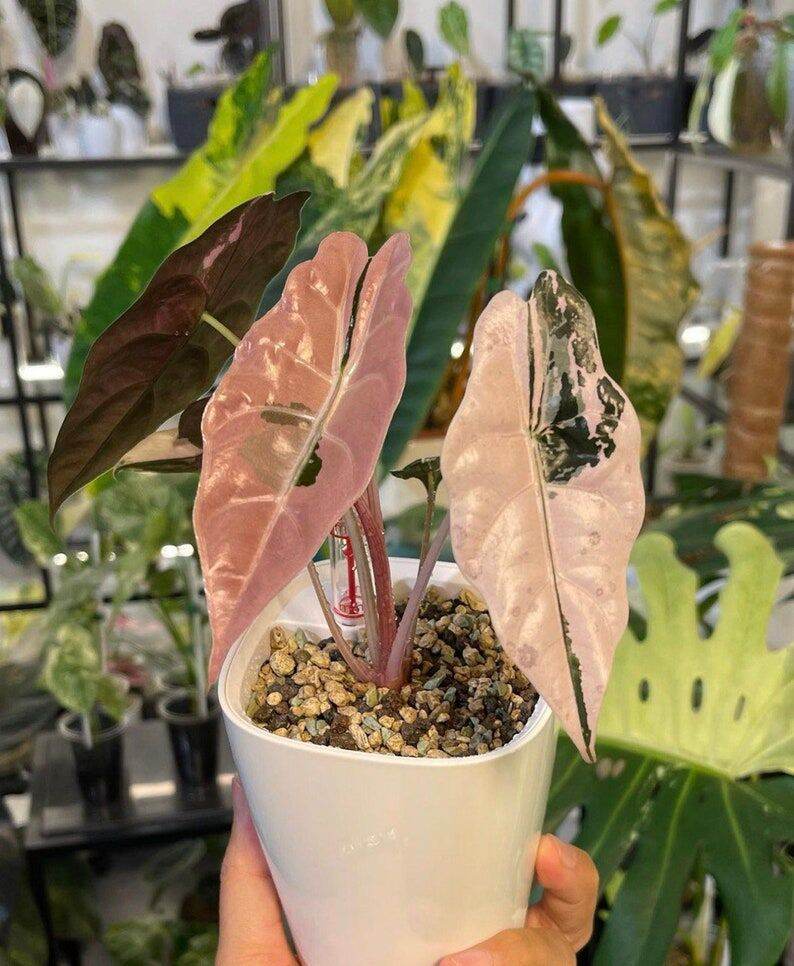 Alocasia chantrieri pink /アロカシア チャントリエリ Hello