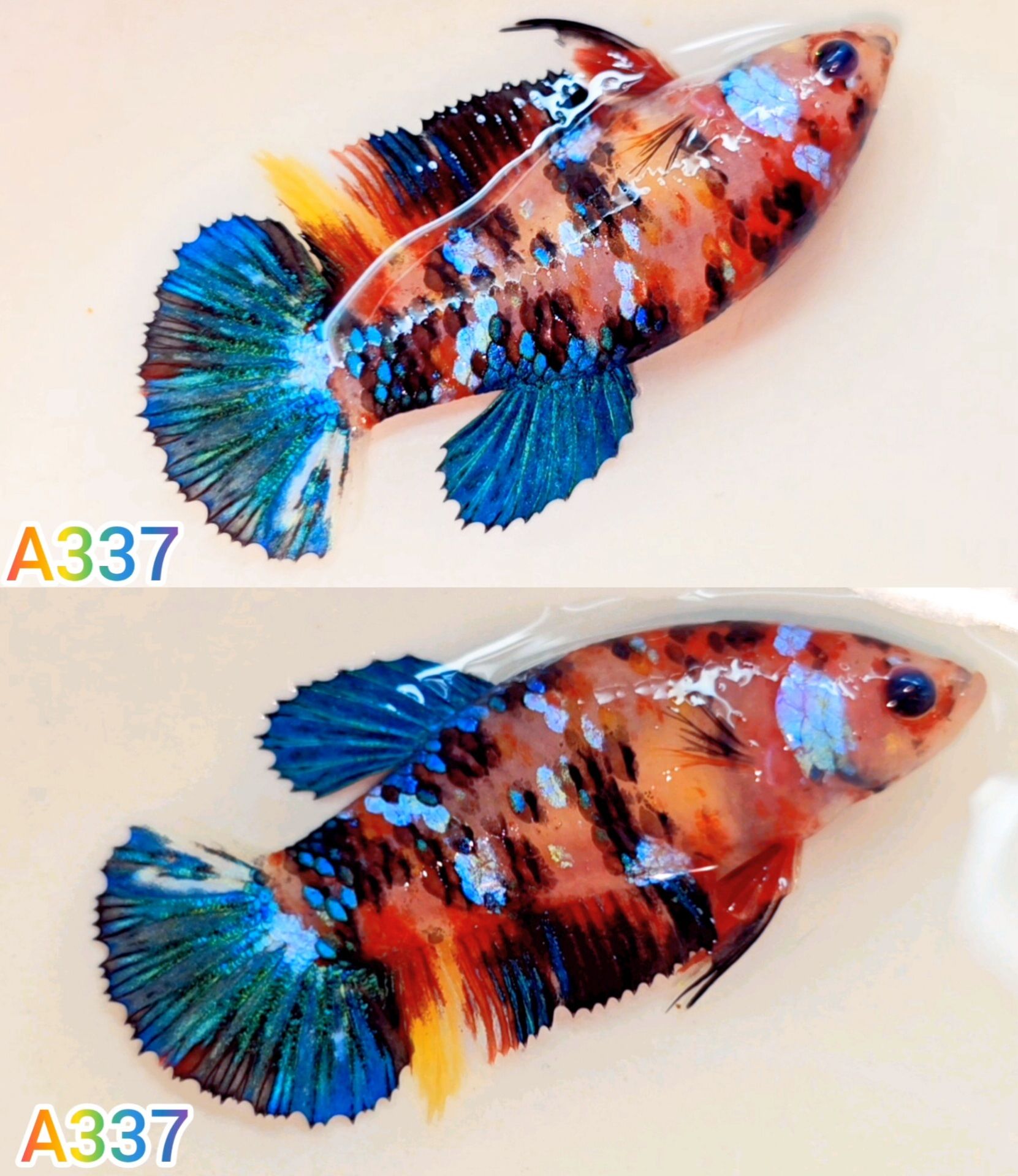 ปลากัดเรดกาแลคซี่มัตติคันเลอร์🌈ได้ตัวเมียตามรูป🌟(พร้อมผสมพันธุ์) มัตติคันเลอร์ กาแลคซี่❤️ Bettafish❤️ปลากัดสวยงาม ปลากัดไทย ปลากัดอาชีพ ปลากัดกาแลคซี่มัตติคันเลอร์🌟ปลากัดเลี้ยงโชว์ สวยๆ ได้เมียตามรูป ราคา 140 บาท*ส่งฟรี