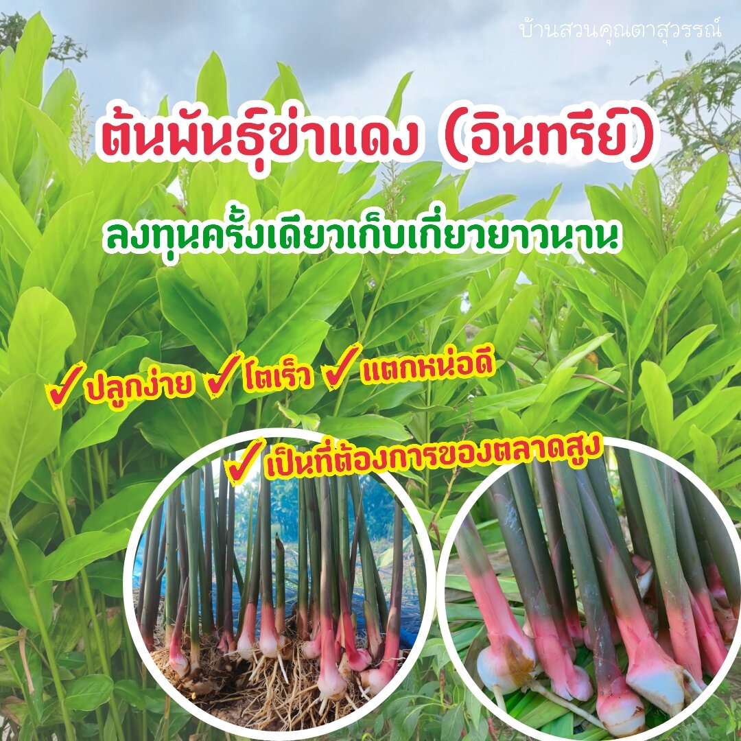 พร้อมส่ง ข่า ข่าแดง ต้นพันธุ์ข่าแดง ต้นพันธุ์ข่า (ครึ่งกิโลกรัม) - บ้าน ...