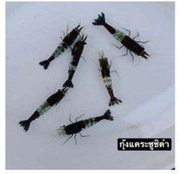 ซูชิดำ กุ้ง-แคระสีซูชิดำ จำนวน4ตัว(Black Shushi shrimp )มีประกันเครมฟรี พร้อมส่ง by AquaticGo