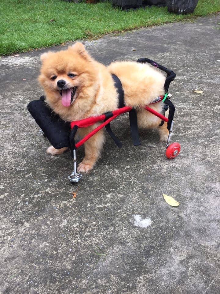 วีลแชร์สุนัข อ่อนแรง4ขา ขนาดไซส์ S. สัตว์เลี้ยง รถเข็น wheelchair dog สำหรับ**ติดต่อร้านค้าก่อนสั่งซื้อ**