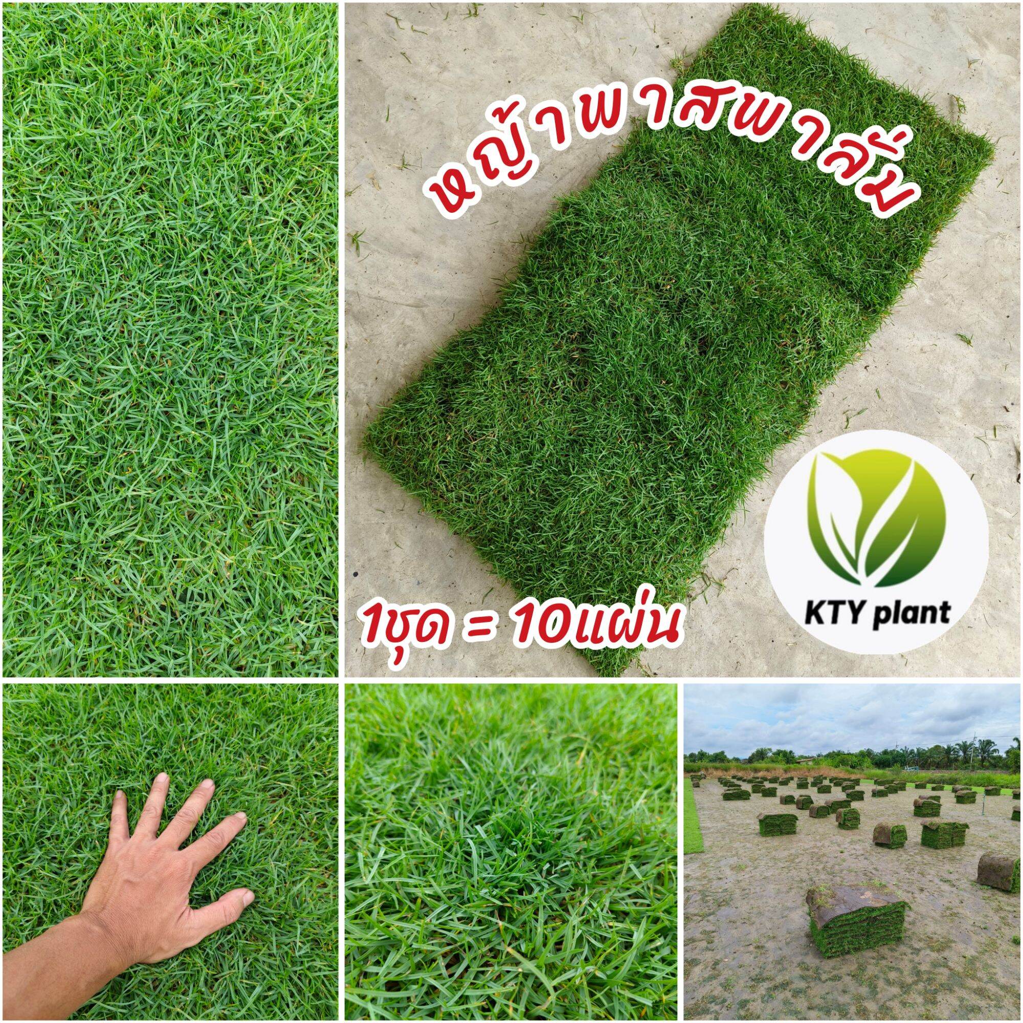 Field Grass, Paspalum Grass, 50X100 Cm. (10 Sheets) Real Grass, Less Fluffy Grass. ราคา 250 บาท*ส่งฟรี