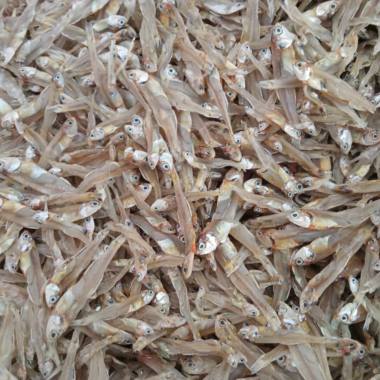 ปลากะตักแห้ง ปลาแห้ง  อาหารทะเลแห้ง จำนวน 500 g