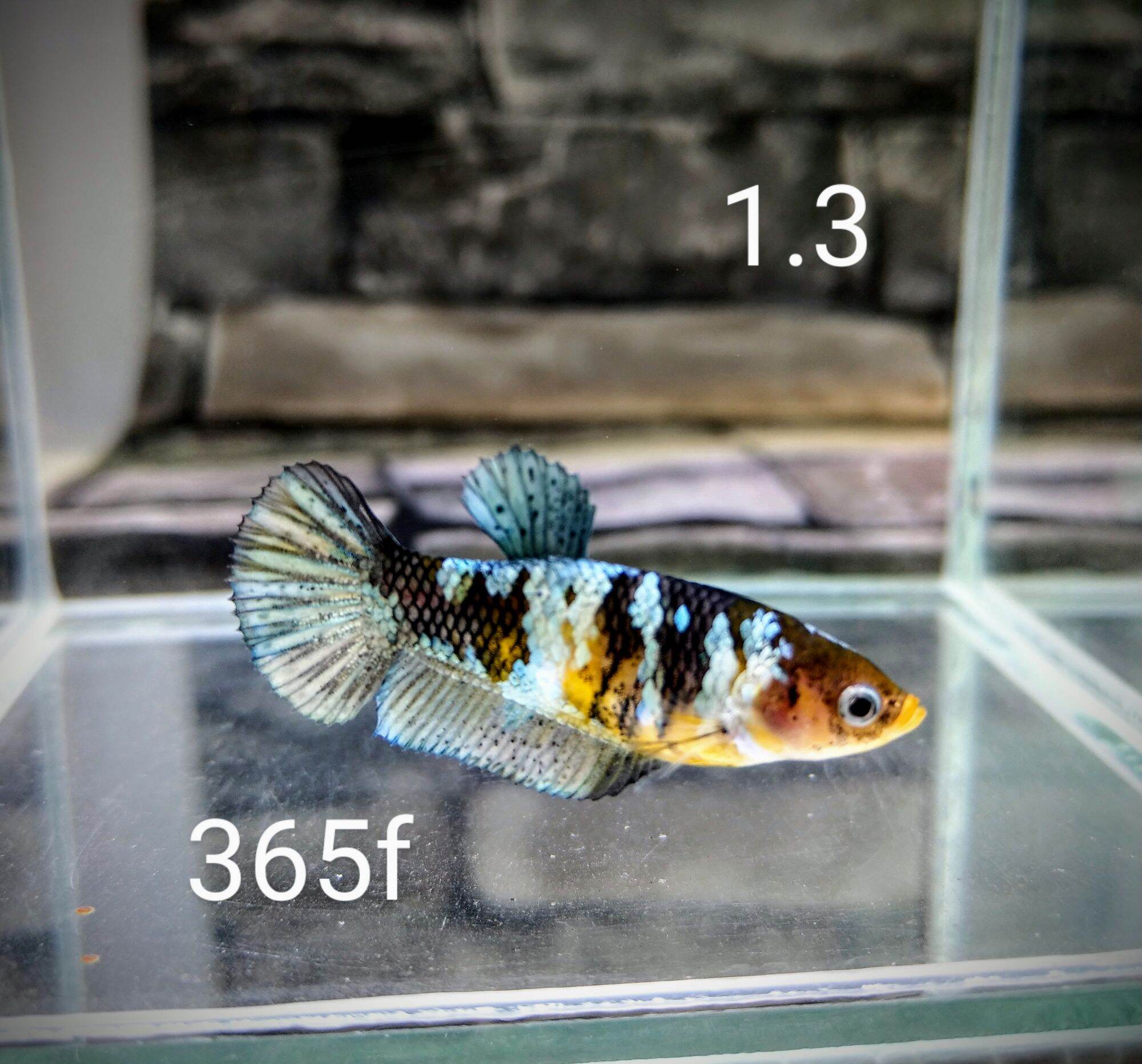365 JMU Betta Yellow Copper 1.3 Female / ตัวเมีย 1.3 - JMU Betta - ThaiPick