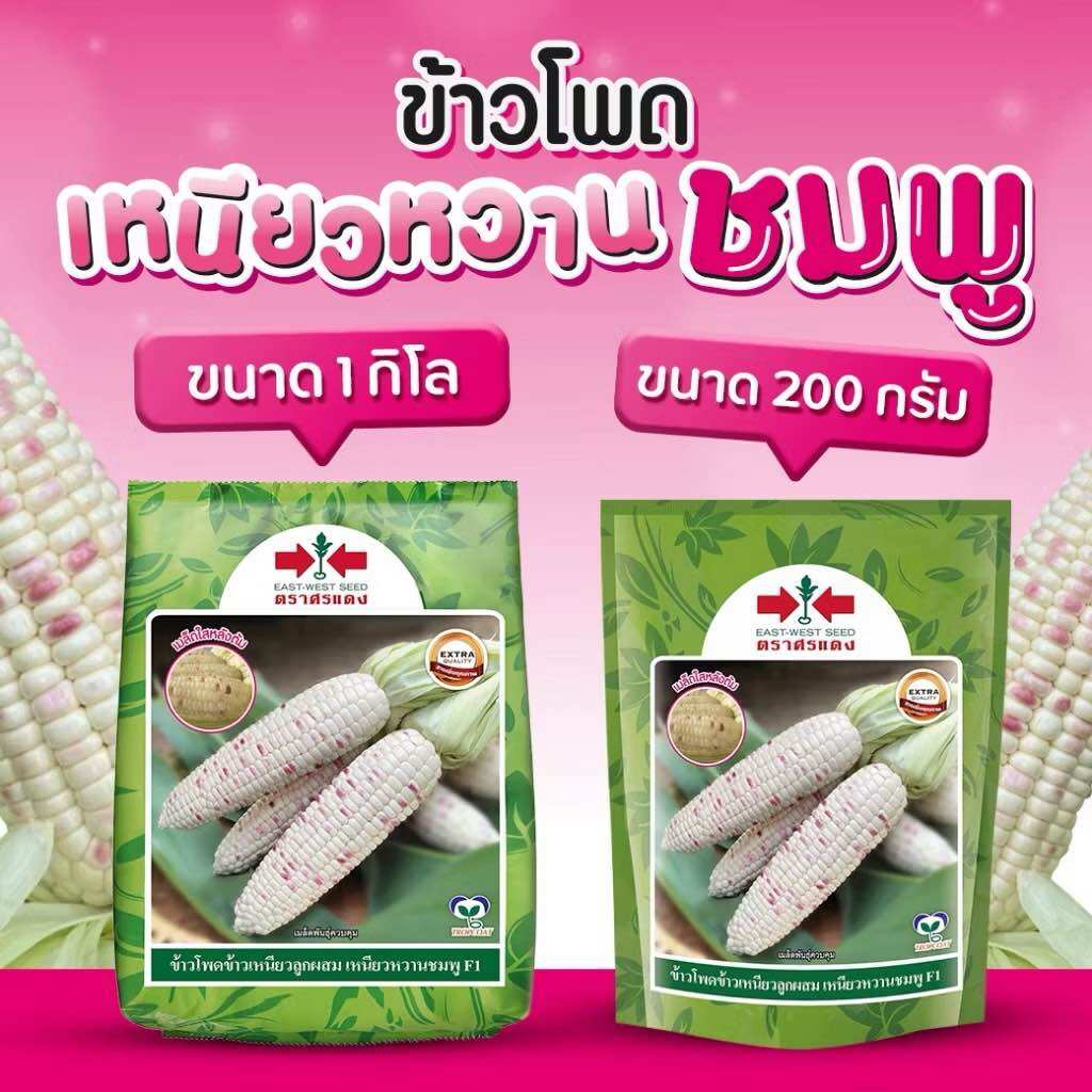 🌽พร้อมส่งที่สุด 🌽 ข้าวโพดเหนียวหวานชมพู เกรดส่งห้าง รสชาติเหนียวหนึบ หวานอร่อย ตัดสดใหม่ทุกวัน รับประกันอร่อยสุดใน 3 โลก หมดอายุ 1กก.=10/69 200กรัม9/69 ราคา 340 บาท*ส่งฟรี
