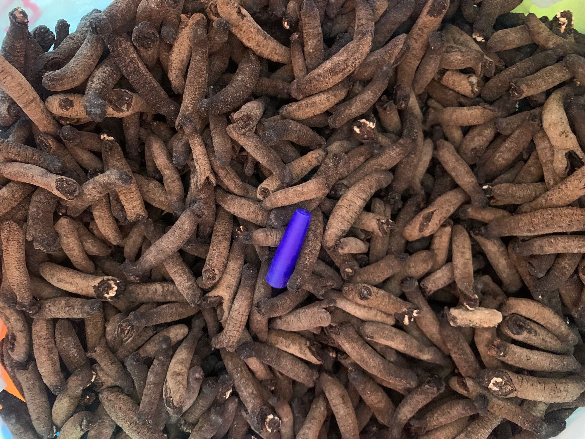 The Unexpected Role Of Sea Cucumbers In The Ocean'S Food Web - wn3kit0