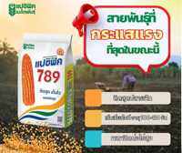 เมล็ดพันธุ์ข้าวโพด แปซิฟิค 789 4หุน 5กิโลกรัม  ฝักใหญ่ทรงกระบอก ติดเมล็ดสุดถึงปลายฝัก แกนเล็ก เมล็ดลึกสีส้มเข้ม เก็บเกี่ยวไว
