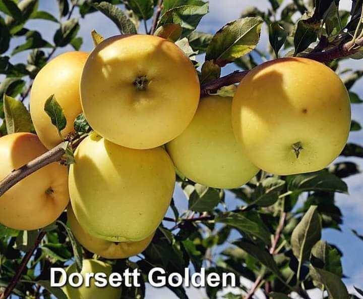 ต้นแอปเปิ้ลสายพันธุ์ Dorsett Golden ผลสีเหลือง ต้นเสียบยอด อายุ 2 ปี