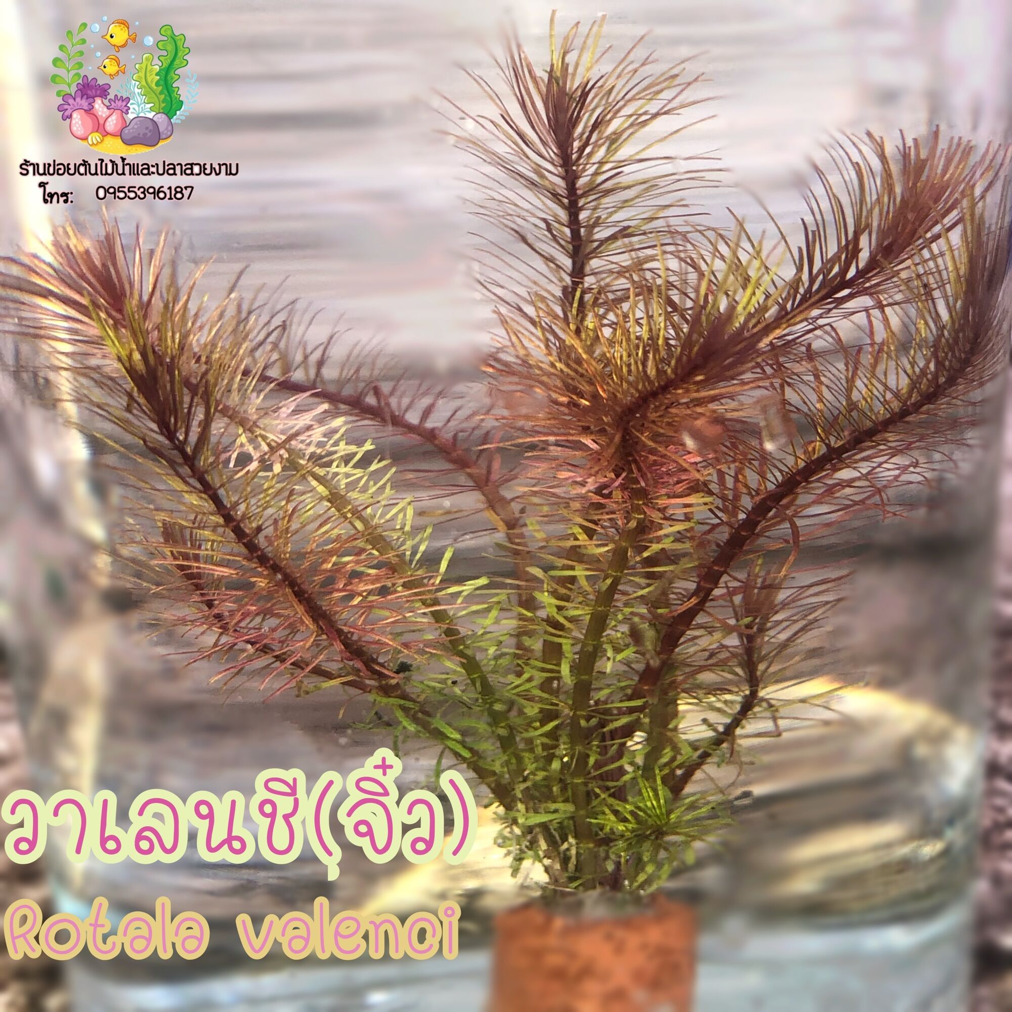 วาเลนชี่(จิ๋ว) ราคา 20 บาท*ส่งฟรี