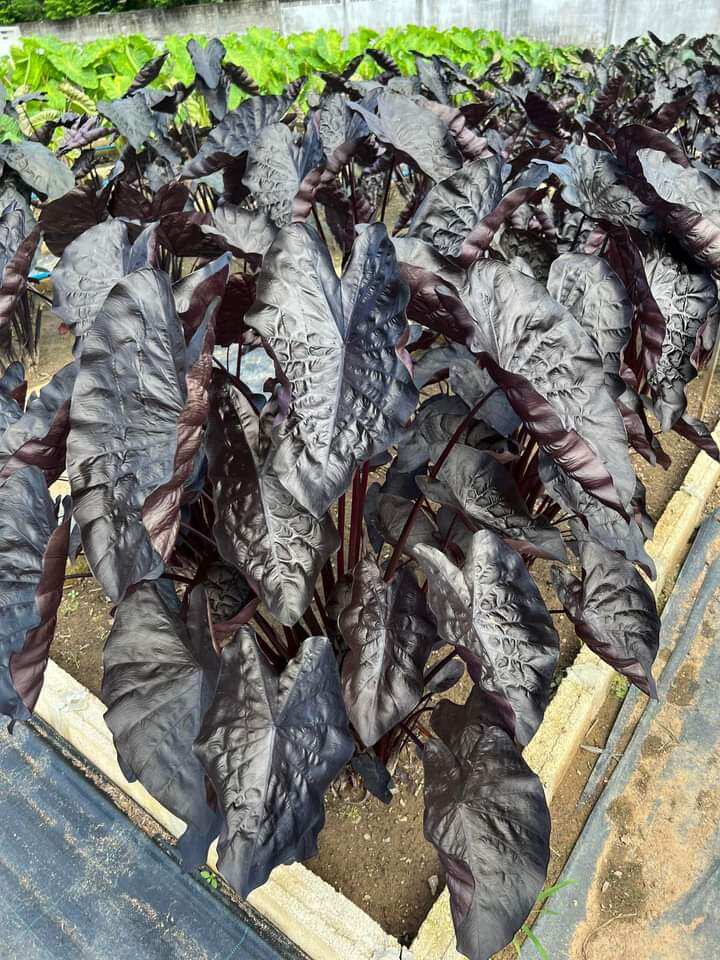 Colocasia esculenta Black Ripple - 789Forests - ThaiPick