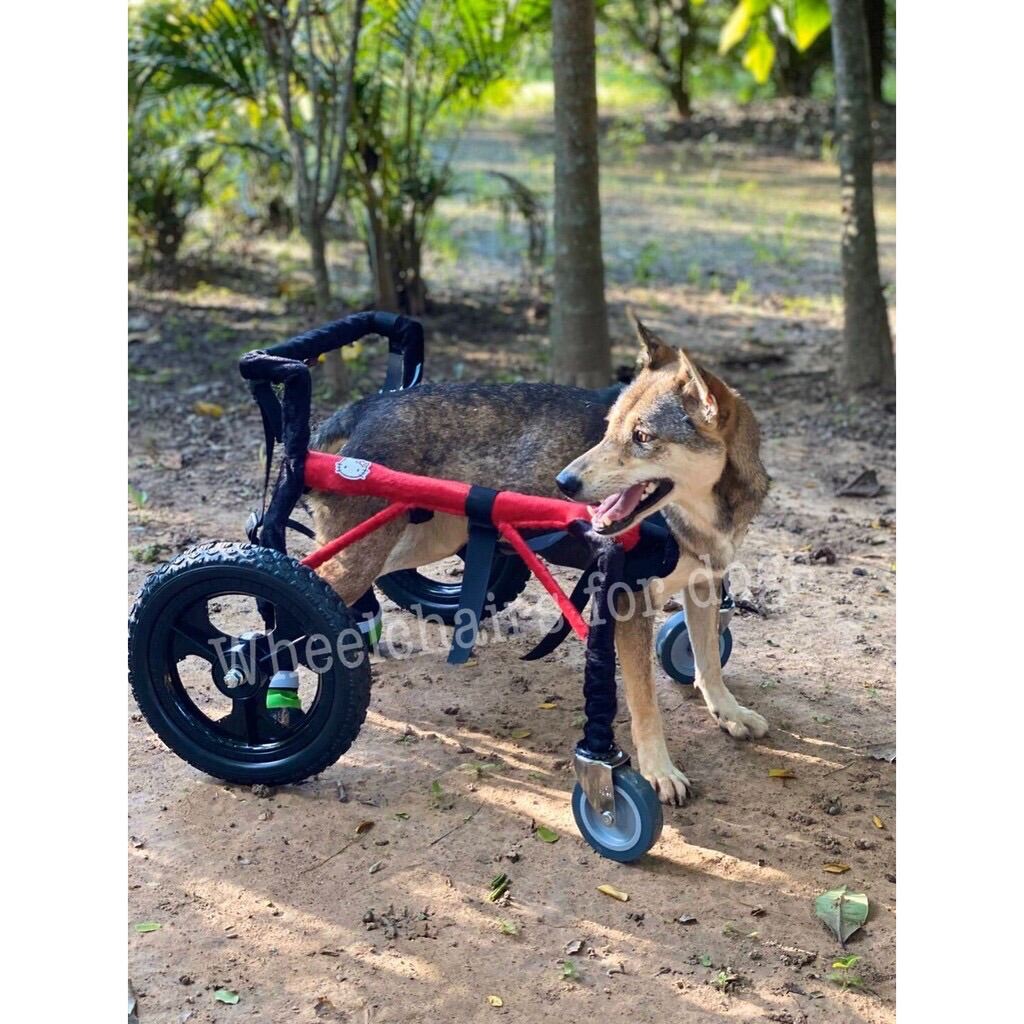 วีลแชร์สุนัข พิการขาหลัง ขนาดไซส์ M. สัตว์เลี้ยง รถเข็น wheelchair dog**ติดต่อร้านค้าก่อนสั่งซื้อ**