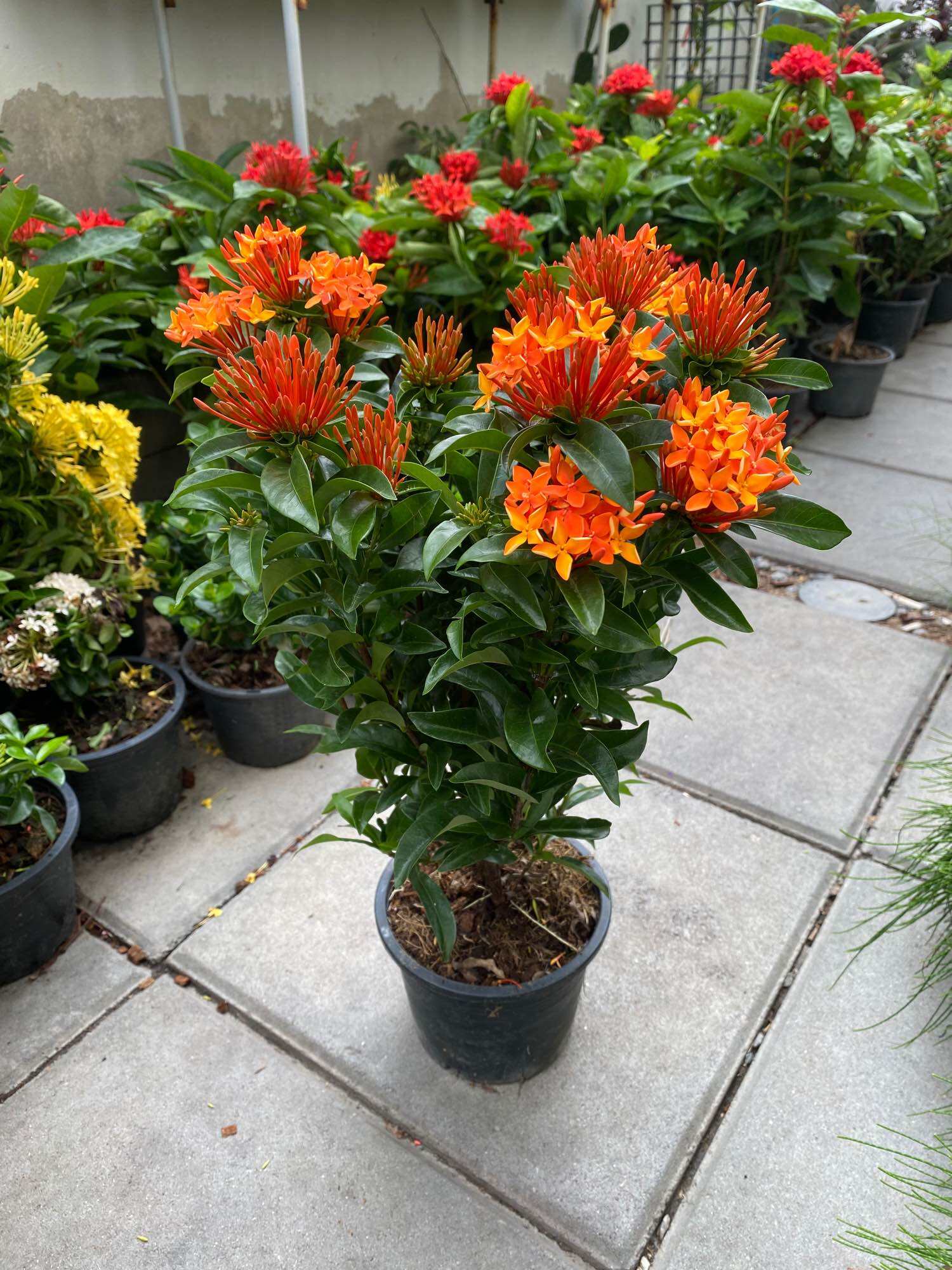 ต้นไม้มงคลชนิดเล็ก