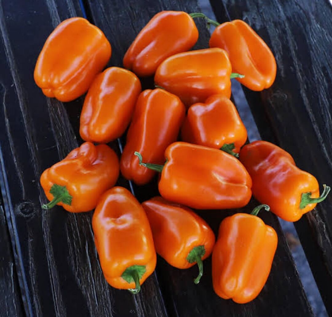 เมล็ดพันธุ์พริกปาปริก้า ฮามิค สีส้ม (Orange Paprika Hamik Sweet Pepper
