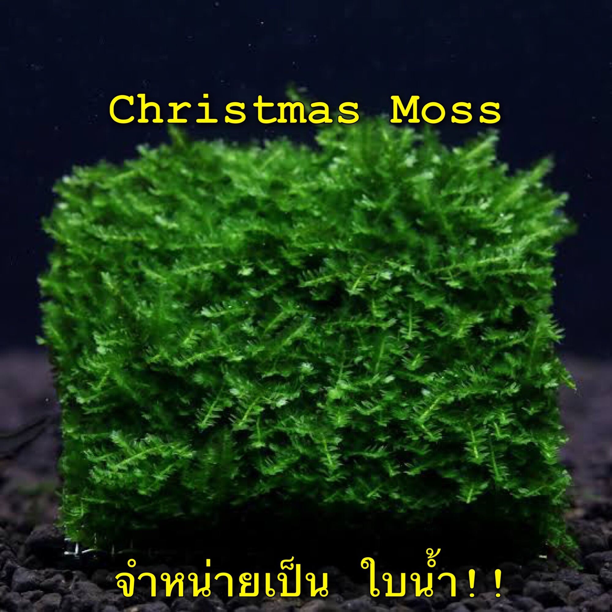 Christmas moss มอสคริสต์มาส พันตะแกรงสแตนเลส กุ้งแคระ ตู้ไม้น้ำ มี