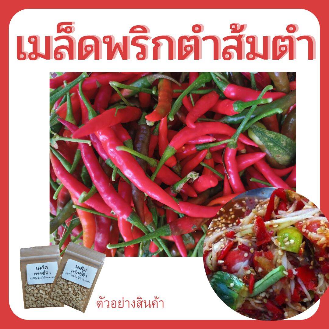เมล็ดพันธุ์พริก สำหรับปลูก พริกตำส้มตำ พริกเผ็ด พริกแดง พริก พริกทนแล้ง พริกอินทรีย์ ปลูกแบบอินทรี ไม่ใช้สารเคมี ความเผ็ด ปานกลาง ปลูกง่ายทนแล้ง แนะนำปลูกใต้ต้นไม้ เพราะง่ายต่อการจัดการวัชพืช ปลูกต้นเดียวเก็บกินนาน แตกกิ่งใหม่ตลอด ฝังเม็ดดินกลบได้กิน