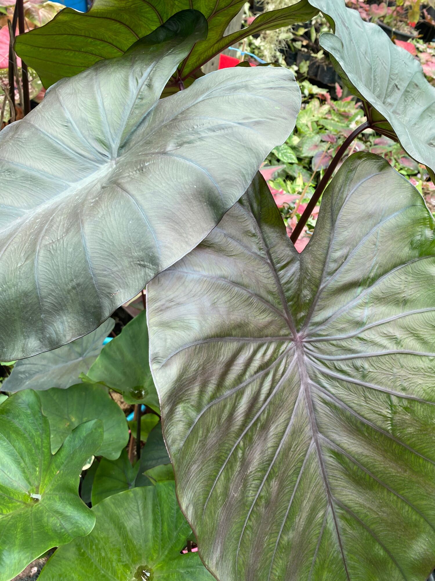 Colocasia Diamond Head ThaiPick colocasia-diamond-head-thaipick