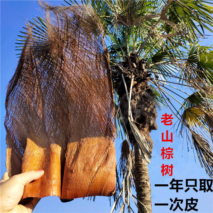 Palm Tree หนังใบปาล์ม棕树皮ธรรมชาติหนังสีน้ำตาลหลังคาเครื่องประดับหนังสีน้ำตาลพลูด่างติดแผ่นปาล์มใยสีน้ำตาลเชือกสีน้ำตาล