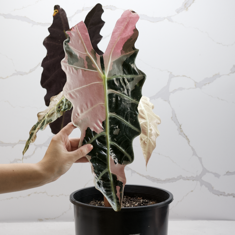Variegated alocasia amazonica corm pink  | Lazada.co.th