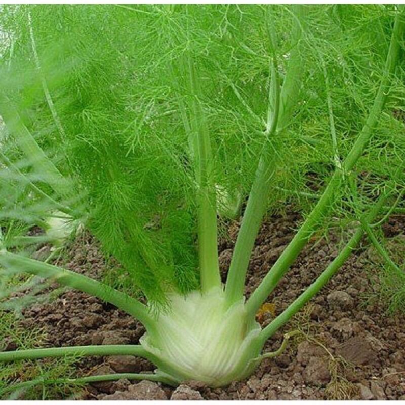 เมล็ดพันธุ์ เฟนเนล Fennel หรือผักชีลาวฝรั่ง บรรจุ 300 เมล็ด Lazada.co.th