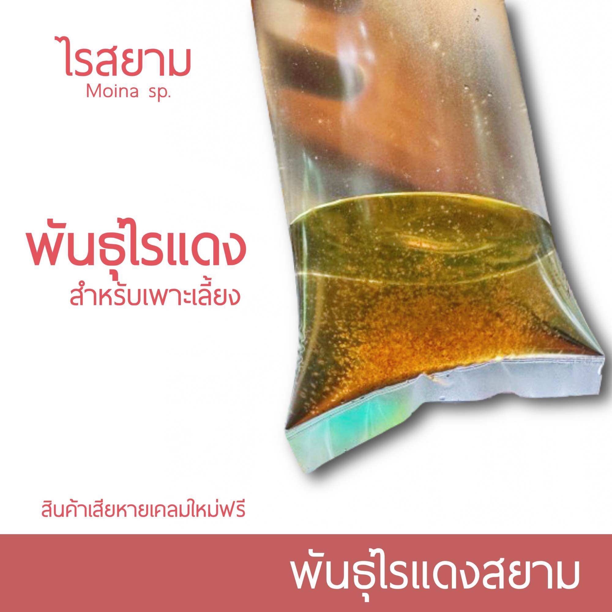 Rs522 ไรแดง พันธ์ุไรแดงสยาม เลี้ยงได้ทั้งแบบน้ำใสและแบบน้ำเขียวคลอเรลลา(สินค้ามีปัญหาเคลมฟรี) ราคา 69 บาท*ส่งฟรี