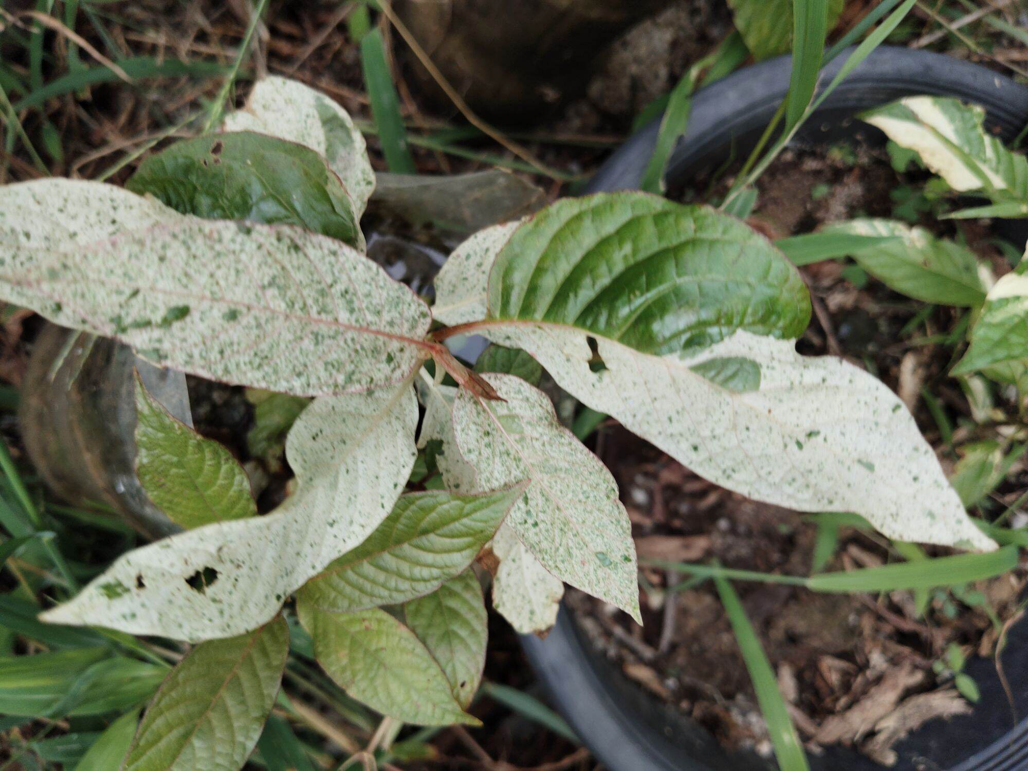 Marble-Patterned Cottage ราคา 800 บาท*ส่งฟรี