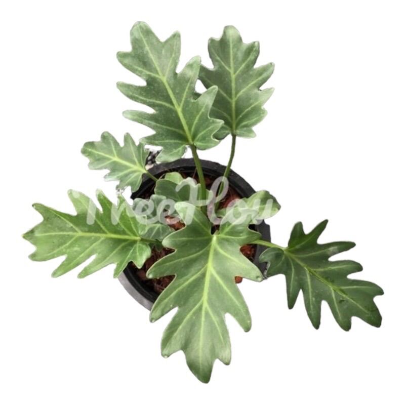 ซานาดู กระถาง 6 นิ้ว / Philodendron xanadu Croat, Mayo & J.Boos pot 6