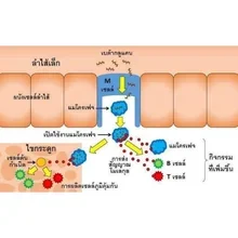 ภาพขนาดย่อของภาพหน้าปกสินค้าเบตา กลูแคน 60 แคปซูล เสริมภูมิคุ้มกัน พร้อมส่ง จากร้าน Sunshine_ps บน Lazada ภาพที่ 5