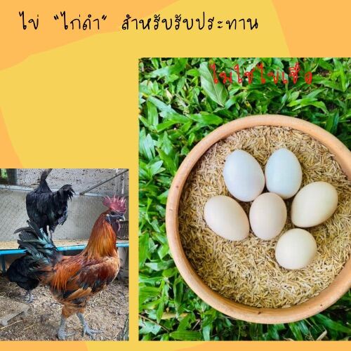 ไข่ไก่ดำ ออร์แกนิค สำหรับรับประทาน เพื่อสุขภาพ 6ใบ/แพค