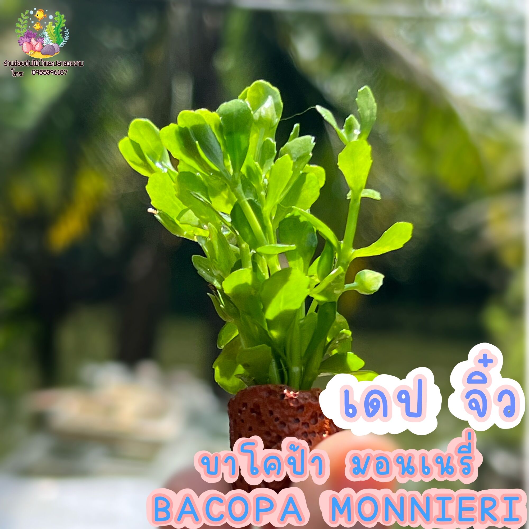 Bacopa. Monnieri ราคา 40 บาท*ส่งฟรี
