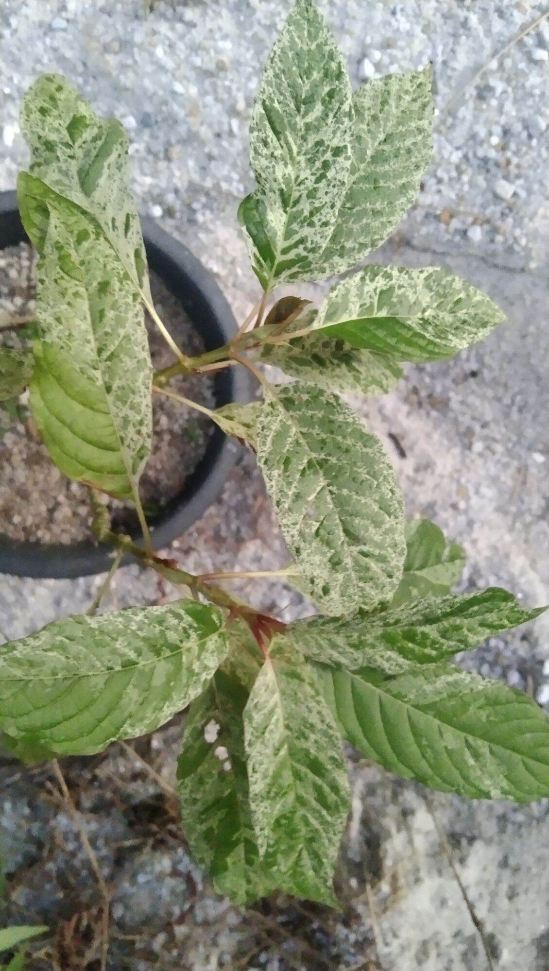 กระท่อมด่างลายหินอ่อน ราคา 2,800 บาท*ส่งฟรี