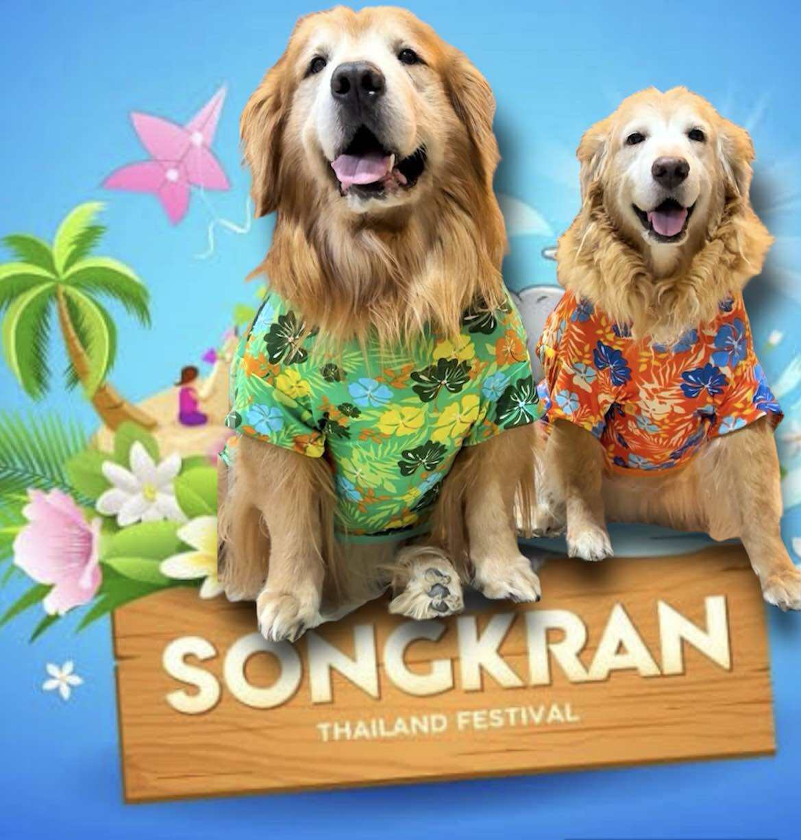 สงกรานต์ ฮาโลวีน ลอยกระทง เสื้อเทศกาล แฟนซีสุนัข ตามกระแส สำหรับน้องหมาสายพันธุ์ใหญ่ อ้วน ขนาดตัวใหญ่ โกโกวา ราคา 116 บาท*ส่งฟรี