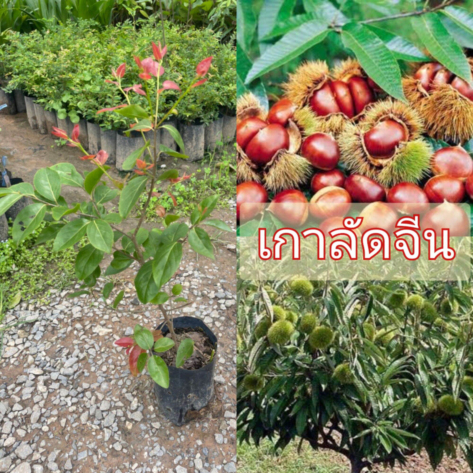 สรอย เงน ขาย ได ไหม - v1cvn3d