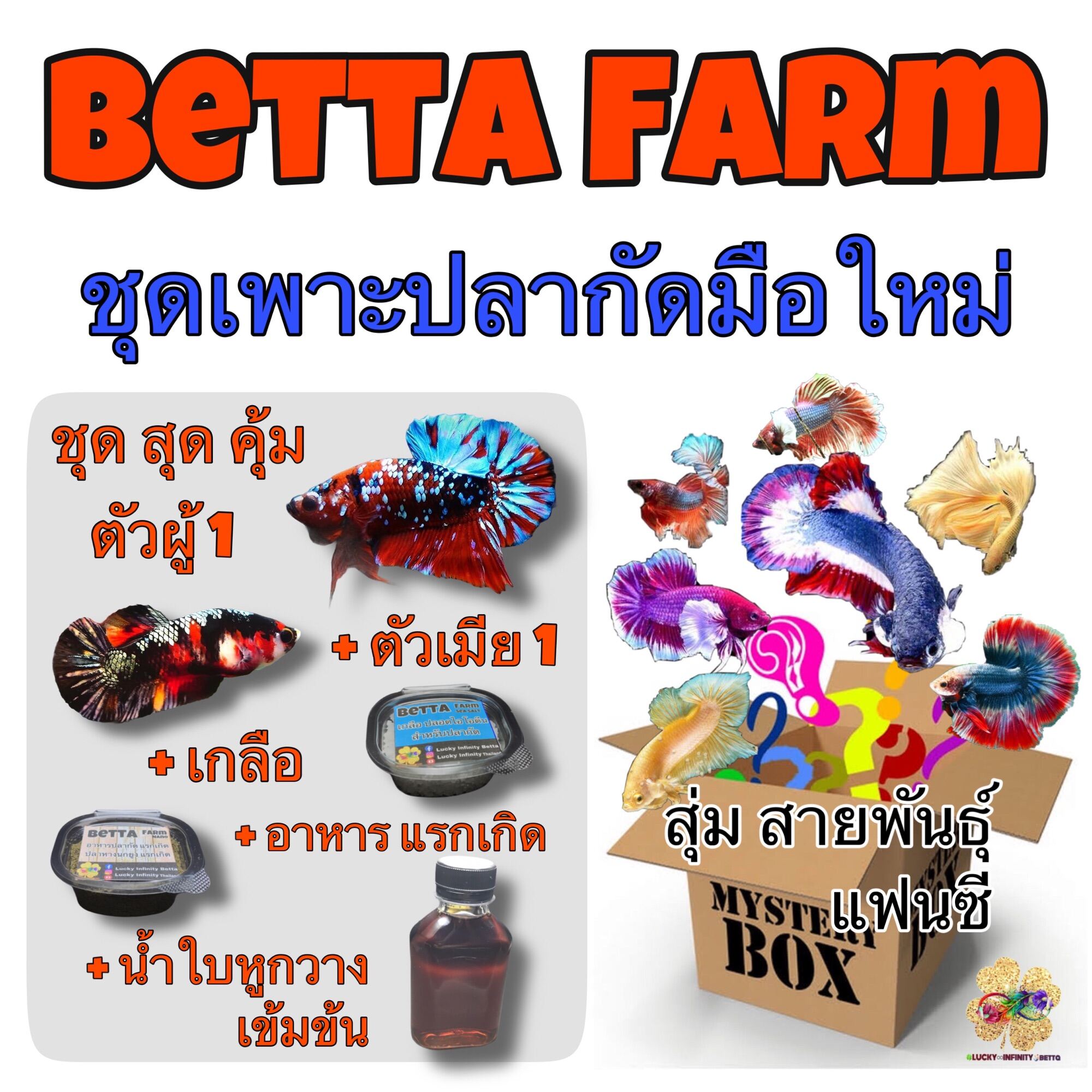 ชุดเพาะปลากัดมือใหม่ ปลากัด ปลากัดไทย สัตว์น้ำประจำชาติ ปลากัดแฟนซี Betta BettaThailand