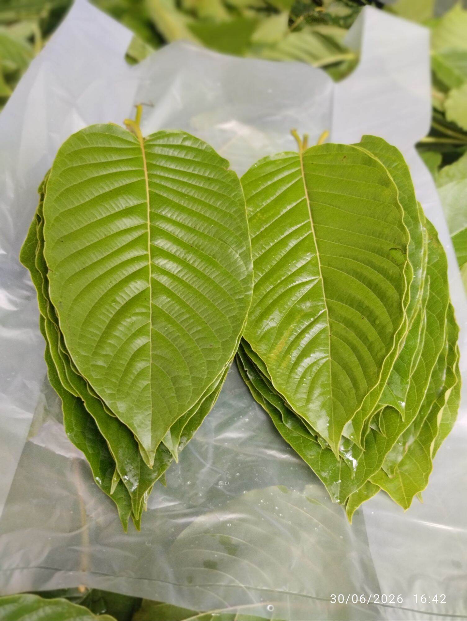 Fresh Kapok Leaves (Picked) Pack 1 Kilogram ราคา 130 บาท*ส่งฟรี