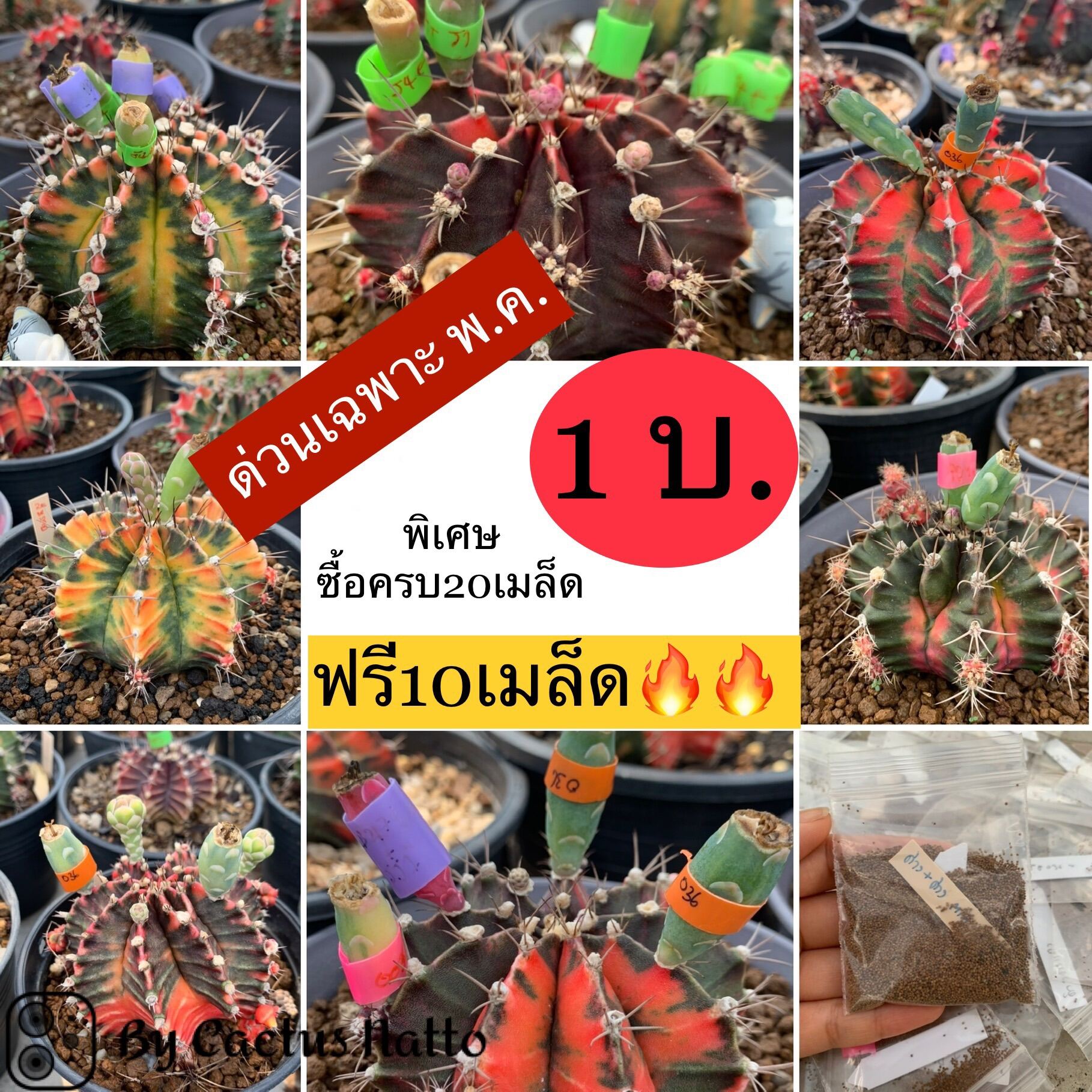 🔥มีจำนวนจำกัด🔥 เมล็ดยิมโนด่างแท้ แค่‼️1฿‼️ พร้อมส่ง โปรแรงพ.ค ซื้อครบ20บาท ฟรี10เมล็ด