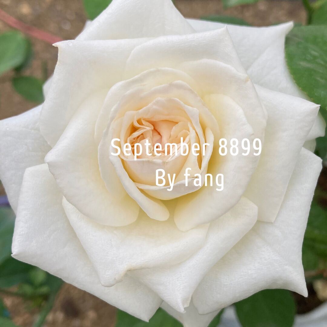 รายการ 101+ ภาพ กุหลาบไวท์โอฮาร่า ความละเอียด 2k, 4k