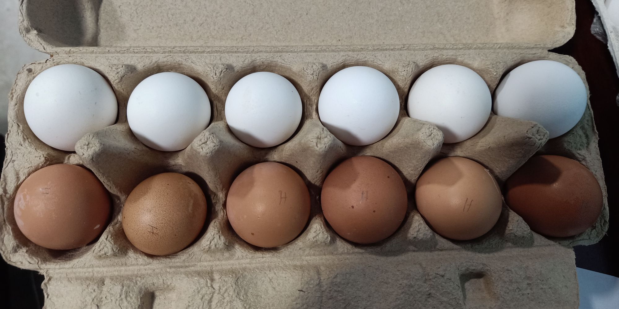 ไข่เชื้อเล็กฮอร์นขาวหงอนจักร 6 ฟอง + ไฮบริด 6 ฟอง