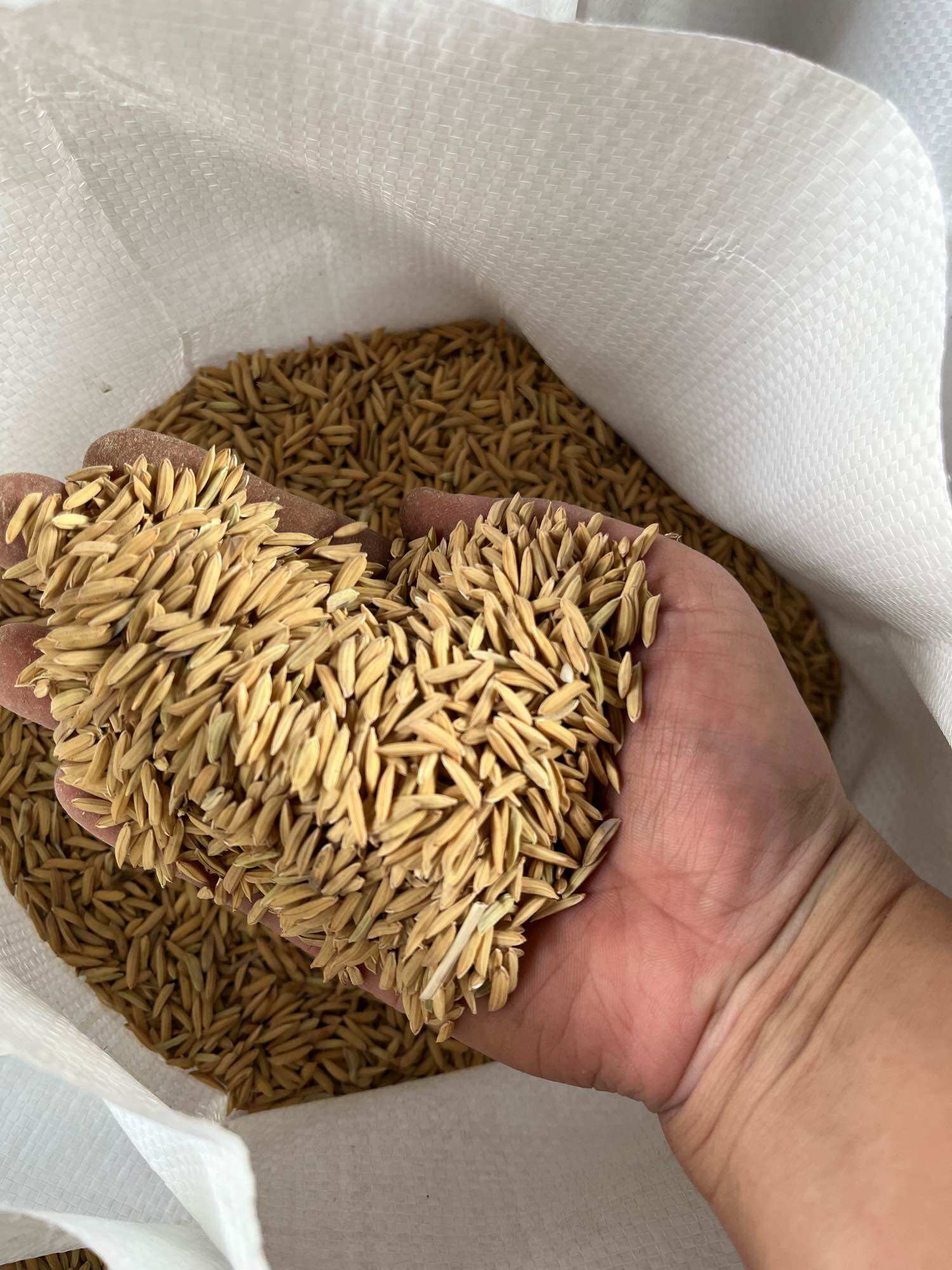 Special Fighting Chicken Rice Husks 10 Kg. No Broken Grains, Completely Dried, Long Grain, New Crop, No Carryover from the Previous Year, Good Quality. ราคา 140 บาท*ส่งฟรี