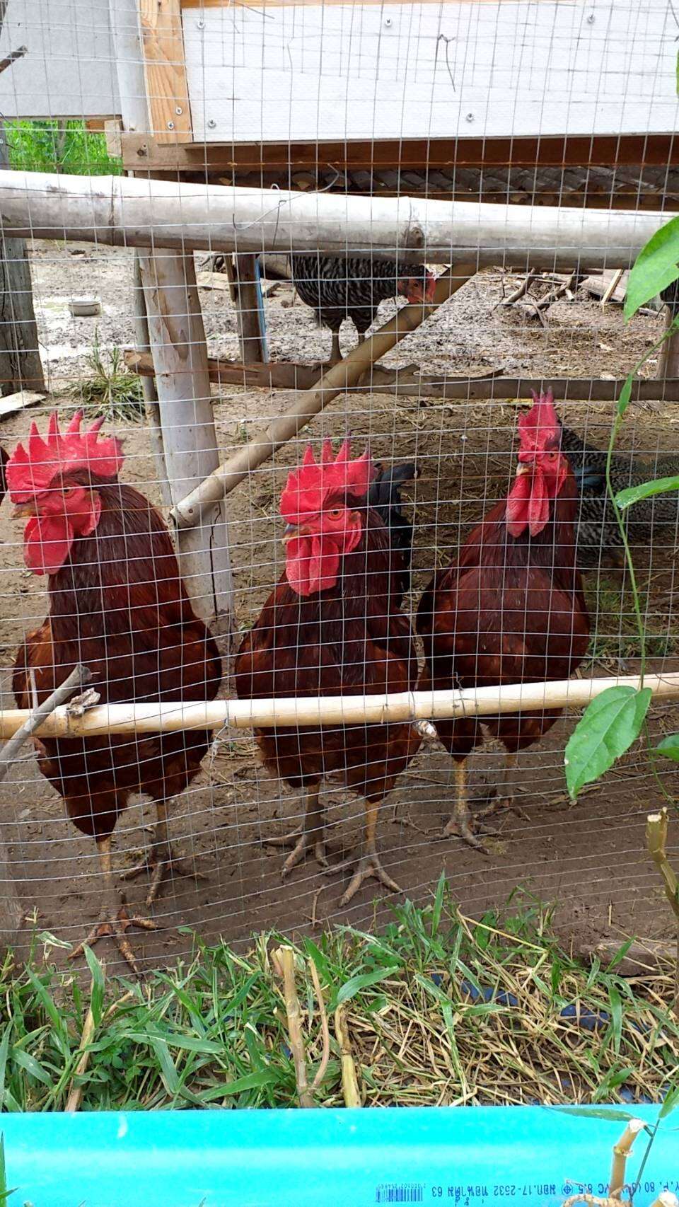 ไข่เชื้อ พันธุ์ไก่โรดไอแลนด์เรด Rhode Island Red Hatching Eggs คุณดี