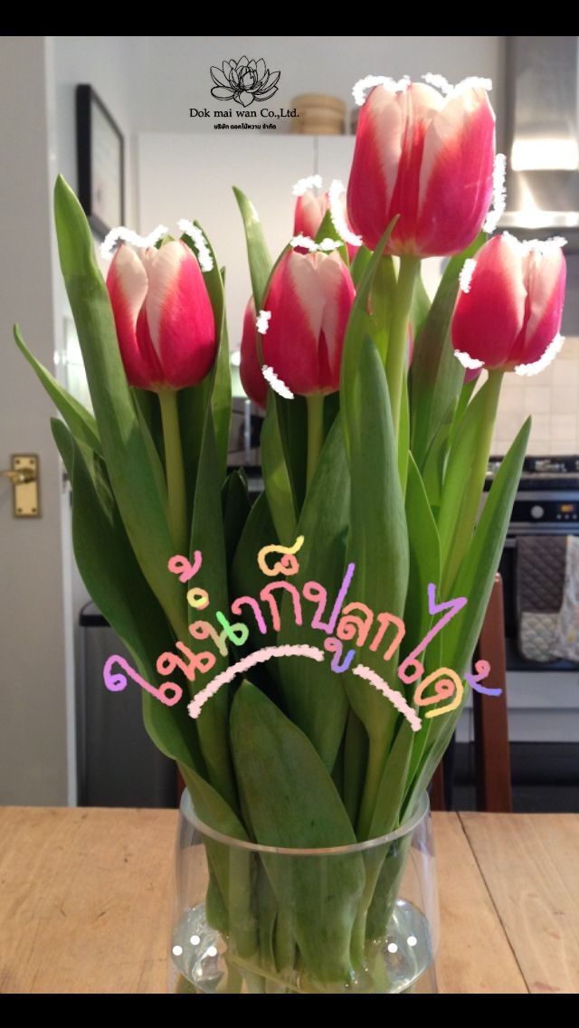 หัวดอกทิวลิป 1 ชุด 3 หัว Tulip หัวต้นทิวลิป ปลูกง่าย ตกแต่งบ้าน ประดับ ...