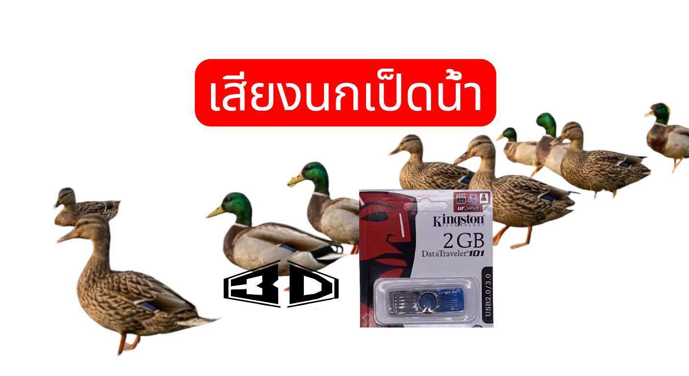 The Sound of a Teal Bird, a Red Teal, Is Loud and Clear. Sound with Flash Drive. ราคา 120 บาท*ส่งฟรี