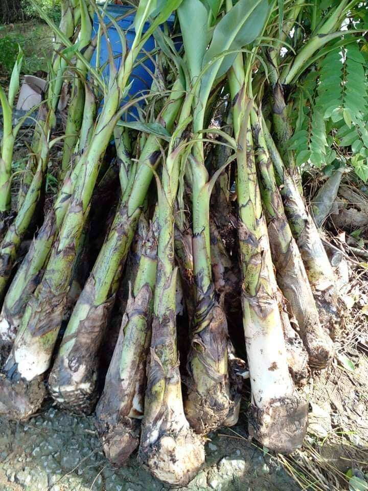 หน่อต้นกล้วยหอมทองท่ายางเพขรบุรี ราคาถูกที่สุด!! พันธุ์เดียวกับในเซเว่น มีสินค้าพร้อมจัดส่งรวดเร็วทันใจ ขุดต้นหน่อพันธุ์ดี พันธุ์แท้ หน่อขุดตามออเดอร์