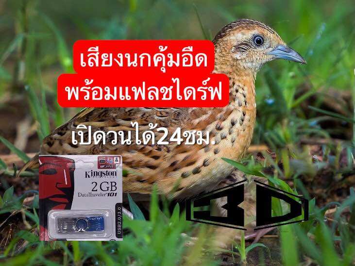 The Sound of Cicadas Chirping Alternately between Male and Female Pairs Is Clear and Crisp. the Sound Comes with a Flash Drive That Can Play for 24 Hours. ราคา 120 บาท*ส่งฟรี