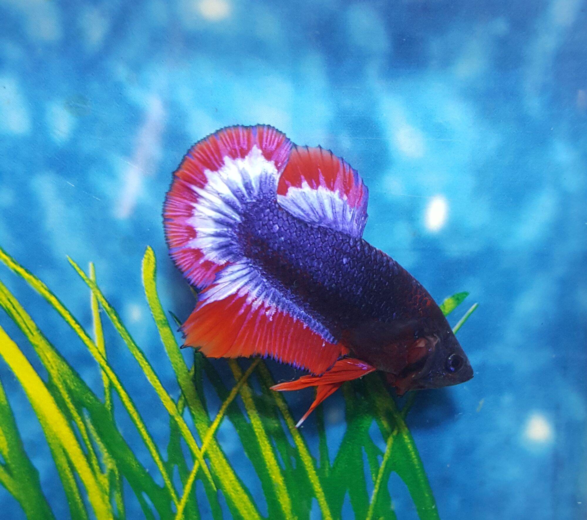 อัลบั้ม 104+ ภาพพื้นหลัง ปลา บอลลูน ตัวผู้ ตัวเมีย สวยมาก