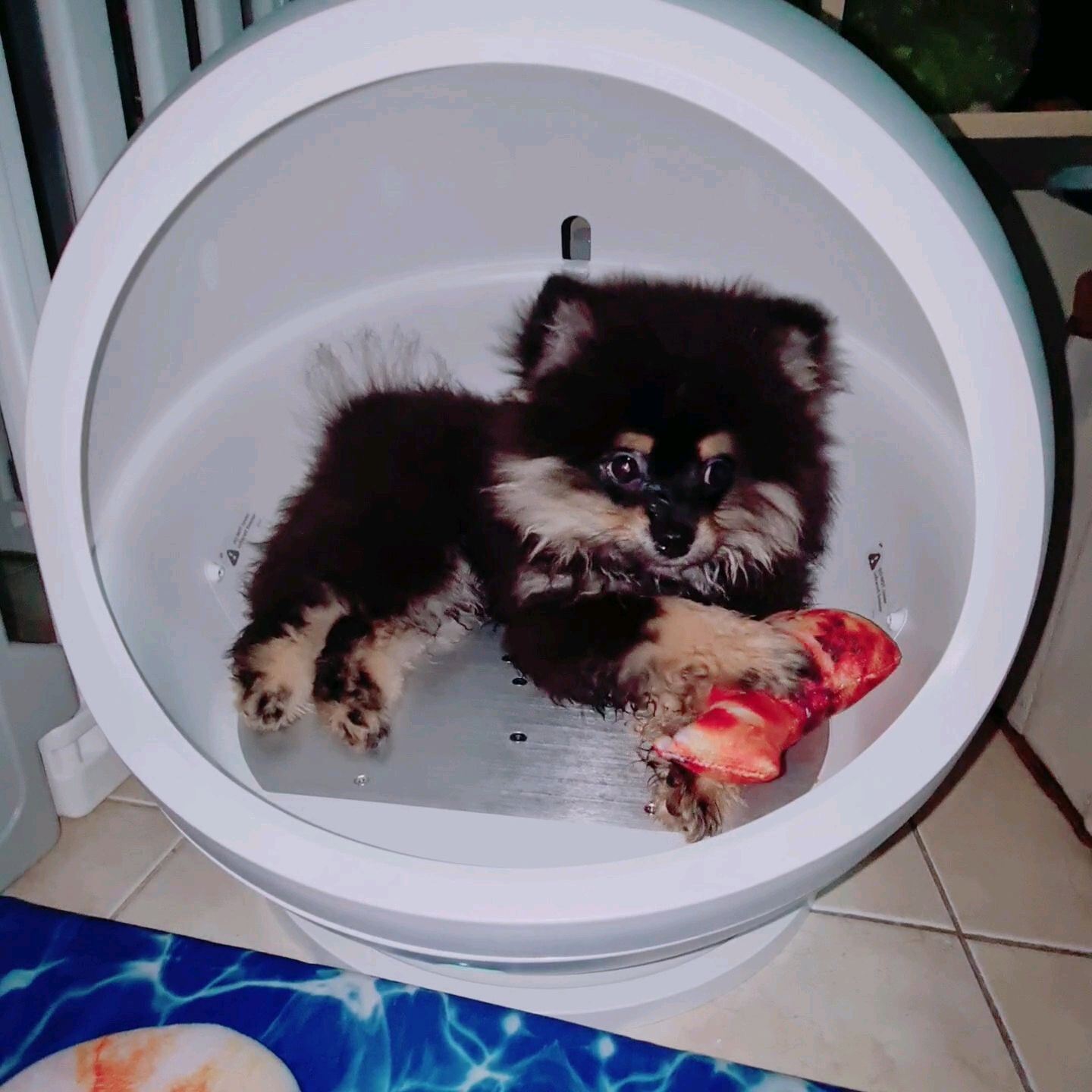Petkit Cozy Smart Pet House ที่นอนปรับอุณหภูมิสัตว์เลี้ยง | Lazada.co.th