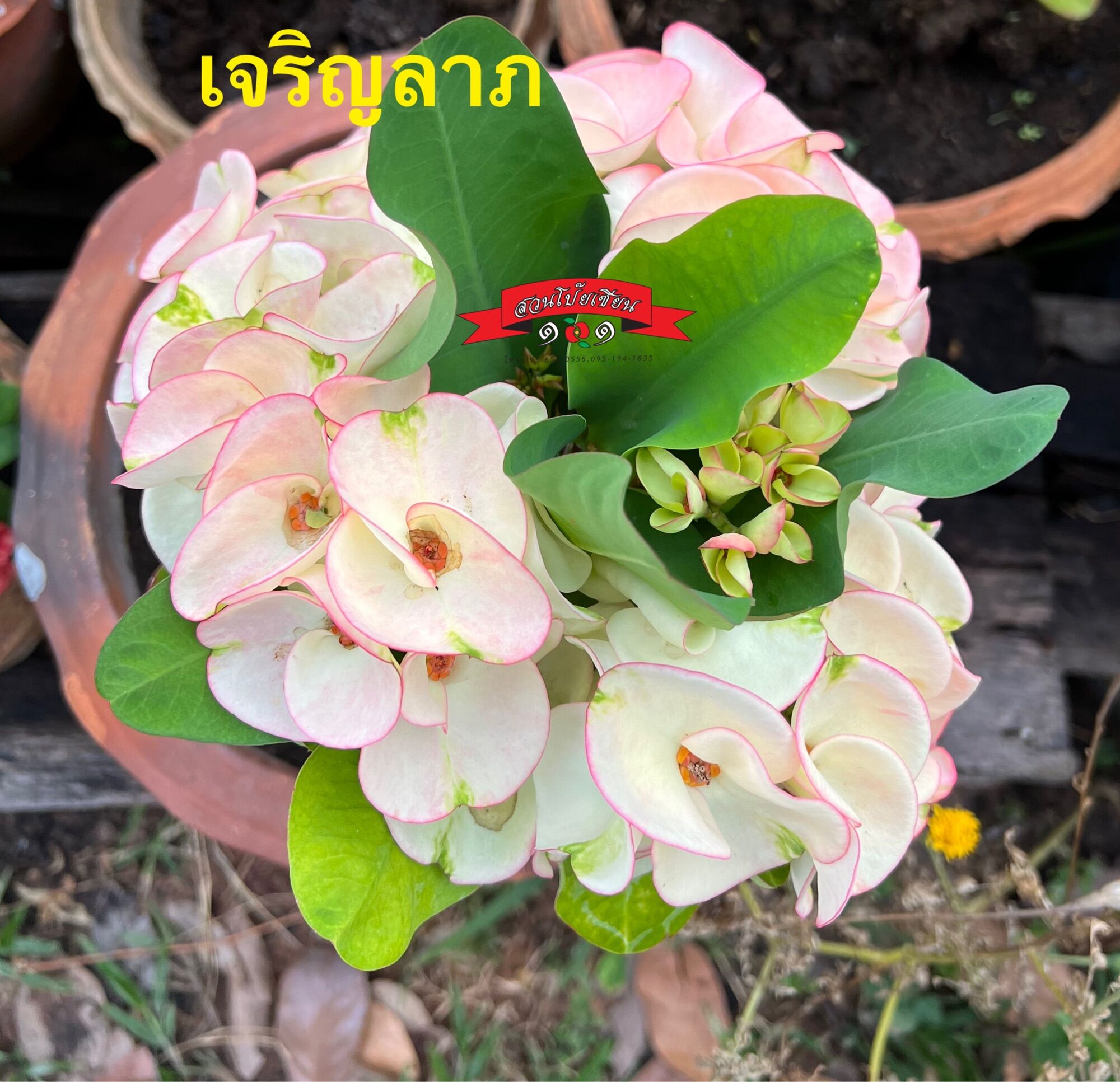 My Image 73